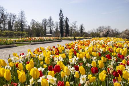Spomladanska razstava Arboretum Volčji Potok Foto Mateja Račevski-7